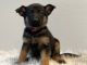 German Shepherd Puppies for sale in Ruskin, FL, USA. price: $800