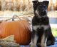 German Shepherd Puppies for sale in Grand Junction, CO 81505, USA. price: $1,200