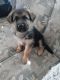 German Shepherd Puppies for sale in Fort Worth, TX 76140, USA. price: $650