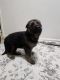 German Shepherd Puppies for sale in Belleville, NJ 07109, USA. price: $900