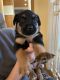 German Shepherd Puppies for sale in Crawley, WV 25984, USA. price: NA