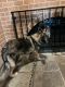 German Shepherd Puppies for sale in Falls Church, VA, USA. price: $750