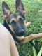 German Shepherd Puppies for sale in Youngstown, OH, USA. price: NA