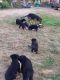 German Shepherd Puppies for sale in Lewis County, WA, USA. price: $800