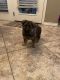 German Shepherd Puppies for sale in Lubbock County, TX, USA. price: NA