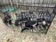 German Shepherd Puppies for sale in Mankato, MN 56001, USA. price: $700
