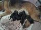 German Shepherd Puppies for sale in Satna, Madhya Pradesh, India. price: 20000 INR