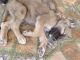 German Shepherd Puppies for sale in Udgir, Maharashtra 413517, India. price: 1000 INR