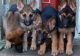 German Shepherd Puppies for sale in Vallejo, CA, USA. price: $500