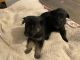 German Shepherd Puppies for sale in Smyrna, GA, USA. price: $800