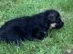 German Shepherd Puppies for sale in Vancouver, WA 98685, USA. price: NA