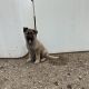 German Shepherd Puppies for sale in Lake Geneva, WI 53147, USA. price: $900