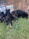 German Shepherd Puppies for sale in Pembroke, NC 28372, USA. price: NA
