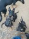 German Shepherd Puppies for sale in Hughson, CA 95326, USA. price: $600