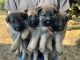 German Shepherd Puppies for sale in Graham, WA 98338, USA. price: $1,500