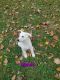 German Shepherd Puppies for sale in Lynn, MI 48097, USA. price: NA