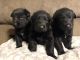 German Shepherd Puppies for sale in Stockton, IL 61085, USA. price: $800