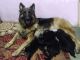 German Shepherd Puppies for sale in Fingerpost, Ooty, Tamil Nadu 643006, India. price: 15000 INR