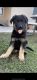 German Shepherd Puppies for sale in Bakersfield, CA, USA. price: $800