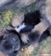 German Shepherd Puppies for sale in Smyer, TX 79367, USA. price: NA