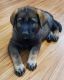 German Shepherd Puppies for sale in Iva, SC 29655, USA. price: $600