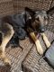 German Shepherd Puppies for sale in Jacksonville, FL, USA. price: $1,500