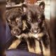 German Shepherd Puppies for sale in Hampton, GA 30228, USA. price: $2,500