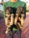 German Shepherd Puppies for sale in Chennai, Tamil Nadu, India. price: 13 INR
