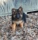German Shepherd Puppies for sale in The West End, Richmond, VA, USA. price: NA