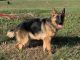 German Shepherd Puppies for sale in Raleigh, NC, USA. price: $500