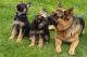 German Shepherd Puppies for sale in Fullerton, CA, USA. price: $700