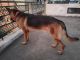 German Shepherd Puppies for sale in Gooty R.S, Andhra Pradesh 515402, India. price: NA