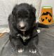 German Shepherd Puppies for sale in Fayetteville, AR, USA. price: NA