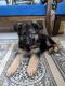 German Shepherd Puppies for sale in Bavdhan, Pune, Maharashtra, India. price: 25000 INR