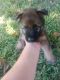 German Shepherd Puppies for sale in Columbia, SC 29209, USA. price: NA