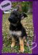 German Shepherd Puppies for sale in Winston-Salem, NC, USA. price: $1,500