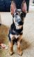 German Shepherd Puppies for sale in San Diego, CA, USA. price: NA