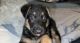 German Shepherd Puppies for sale in Providence, RI 02905, USA. price: $800