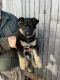 German Shepherd Puppies for sale in Gaylord, MI 49735, USA. price: $500