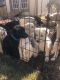 German Shepherd Puppies for sale in 490 Freeman Rd, Mt Airy, GA 30563, USA. price: NA