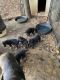 German Shepherd Puppies for sale in Huntsville, AL, USA. price: NA