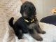 German Shepherd Puppies for sale in Glenview, IL, USA. price: NA