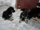 German Shepherd Puppies for sale in Gorakhpur, Uttar Pradesh, India. price: 10000 INR