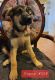 German Shepherd Puppies for sale in Victoria, TX, USA. price: $200
