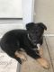German Shepherd Puppies for sale in Roselle, NJ, USA. price: NA