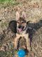 German Shepherd Puppies for sale in Chesapeake, VA 23325, USA. price: NA