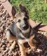 German Shepherd Puppies for sale in 7179 W Surrey Ave, Peoria, AZ 85381, USA. price: NA
