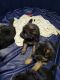 German Shepherd Puppies for sale in Preble County, OH, USA. price: $800