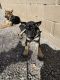 German Shepherd Puppies for sale in Nuevo, CA 92567, USA. price: NA