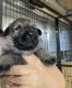 German Shepherd Puppies for sale in Tampa, FL, USA. price: $1,000